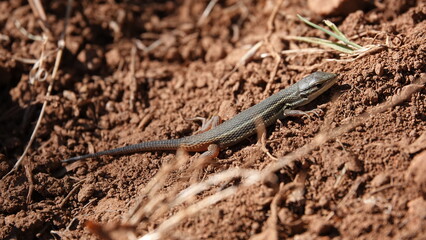 Lagarto cola roja