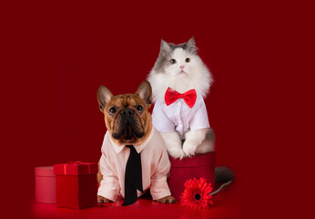fluffy white cat and dog french bulldog sit on red gift boxes