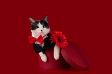 cat sitting on red gift boxes with gerbera