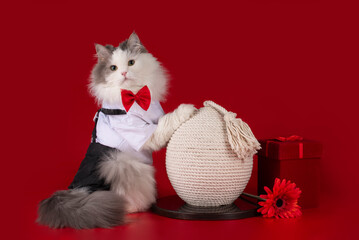 fluffy cat in clothes sharpens its claws