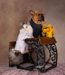 white fluffy cat and dog french bulldog sitting at the desk