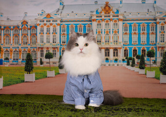 fluffy cat in a shirt on the background of the castle