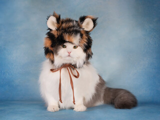 fluffy cat in a tiger costume on a blue background