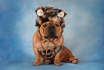 dog french bulldog in a tiger costume on a blue background