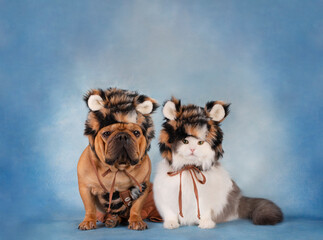 dog french bulldog and white fluffy cat in tiger costume on blue background