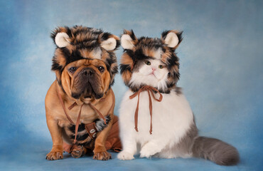 dog french bulldog and white fluffy cat in tiger costume on blue background