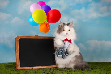white fluffy cat with balloons stands at the blackboard