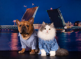 fluffy cat and dog french bulldog in shirts walk along the night promenade