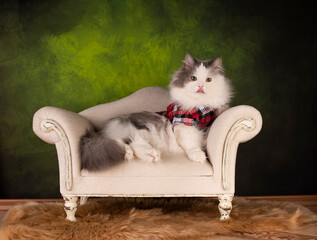 fluffy cat lounging on a soft sofa