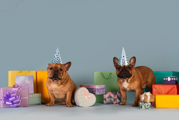 two french bulldog dogs celebrating a birthday - 494981759