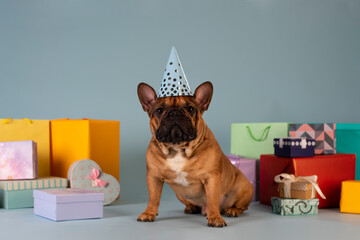 french bulldog dog celebrating a birthday