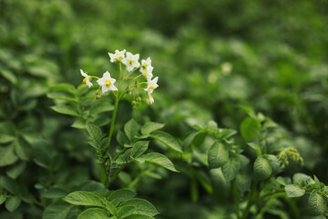 the potato flowers are white, blurred background the garden of the natural growing conditions. flowering potatoes in the field