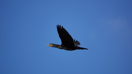 Cormorán grande en vuelo