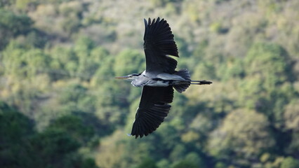 Garza real en vuelo