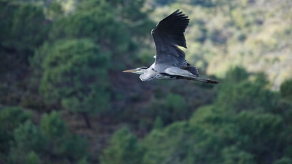 Garza real en vuelo