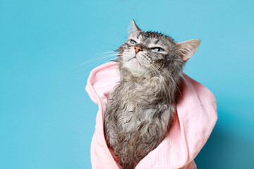 Funny wet gray tabby kitten after bath in pink in bathrobe . Just washed lovely fluffy cat on blue...