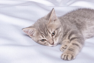 A gray striped little kitten lies on a white blanket. The kitten is resting after playing. Portrait of beautiful gray tabby cat