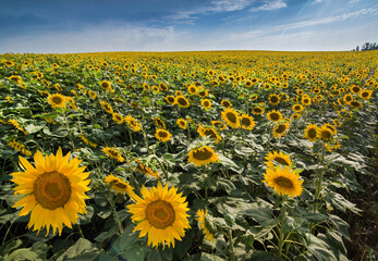 Obraz premium Sunflower field landscape with big flower in front