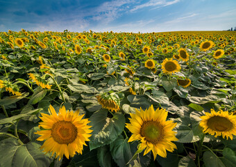 Obraz premium Sunflower field landscape with big flower in front