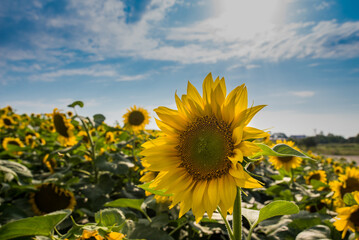 Field of small sunflowers in summer, agriculture