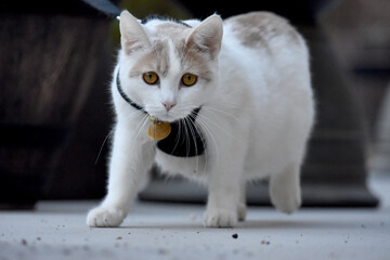 cat with harness walking toward camera