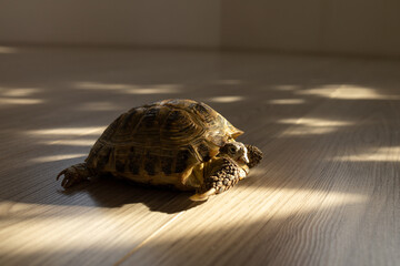 a land turtle crawls on the floor in a room