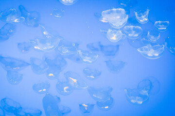 Jellyfish in Monterey Bay Aquarium in California, United States