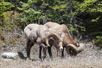 Siberian bighorn sheep in a forest in Icefields Parkway, Alberta, Canada