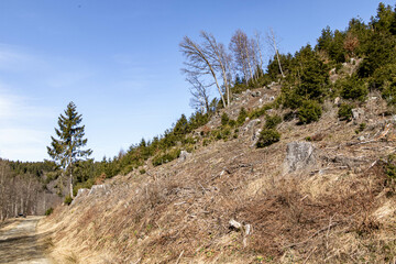 A sunny day for hiking in the forest
