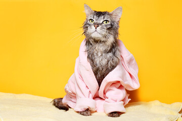 Funny wet gray tabby kitten after bath in pink in bathrobe . Just washed lovely fluffy cat on...