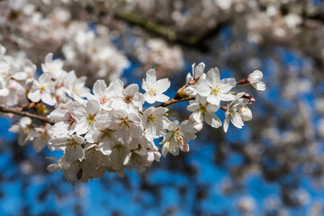 Kirschblüte im Rheinaue Park in Bonn im Frühling, Deutschland