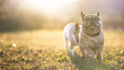 Cute french bulldog running around in a field