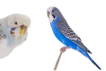 wavy budgies sitting on a stick is isolated on a white background