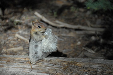 Chipmunk with trash