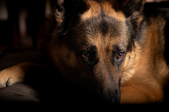 portrait of a dog