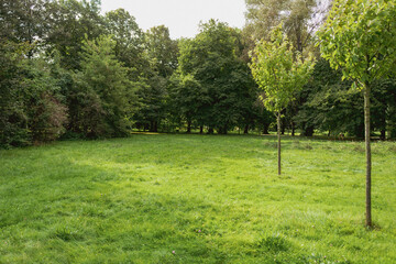 Fototapeta na wymiar Spring Landscape in a green forest area