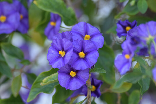 Selective focus shot of blue Paraguay nightshade flowers growing in a garden