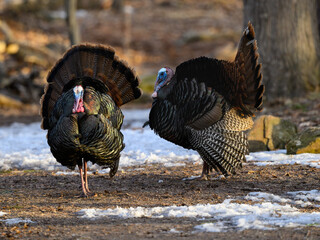 Male (tom) wild turkeys with their tail feathers fanned out in early Spring
