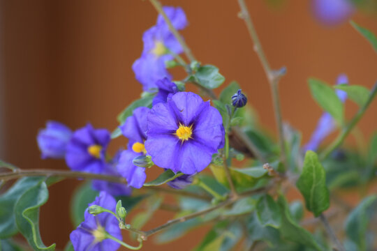 Closeup of beautiful purple Lycianthes rantonnetii flowers growing surrounded by greenery