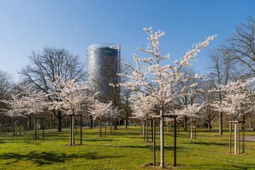 Der Rheinaue Park in Bonn im Fr&uuml;hling, Deutschland