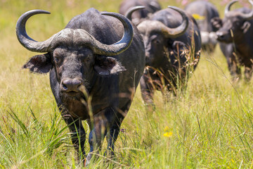 Cape buffalo, South Africa