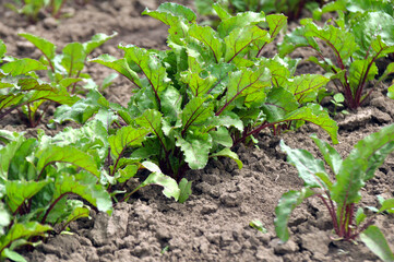 Red beet grows in the open ground