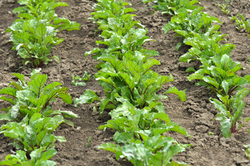 Red beet grows in the open ground
