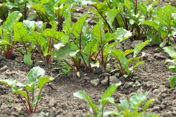 Red beet grows in the open ground
