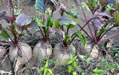 Red beet grows in the open ground