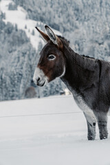 Vertical shot of a donkey on a snowy mountainside