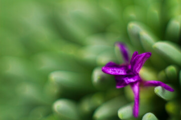 Obraz premium Sedum Hispanicum plant in bloom in the garden