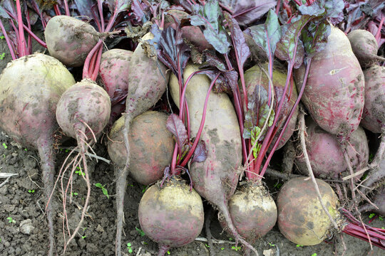 In a pile on the field are harvested red table beets.