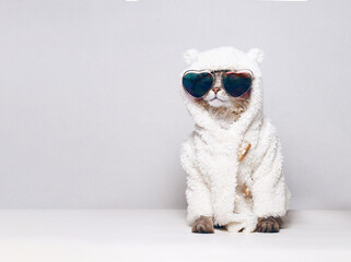 Funny tabby cute kitten with glasses. Pets concept. Lovely fluffy cat in bear costume on gray background. Wide angle horizontal wallpaper or web banner. Free space for text.