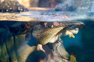 Closeup shot of a hippo under the water at the Cincinnati zoo